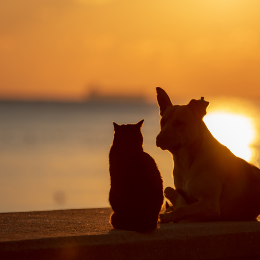 Why Freeze-Dried Raw Meats Are the Ultimate Treat for Cats &amp; Dogs