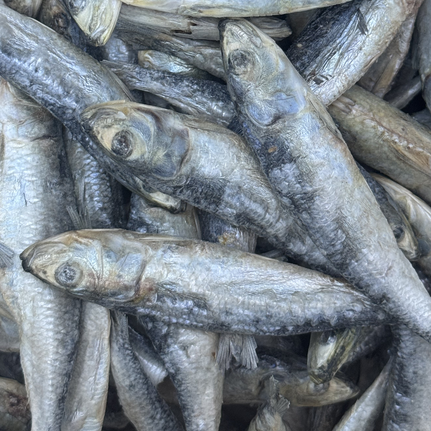 Whole Freeze Dried Sardines